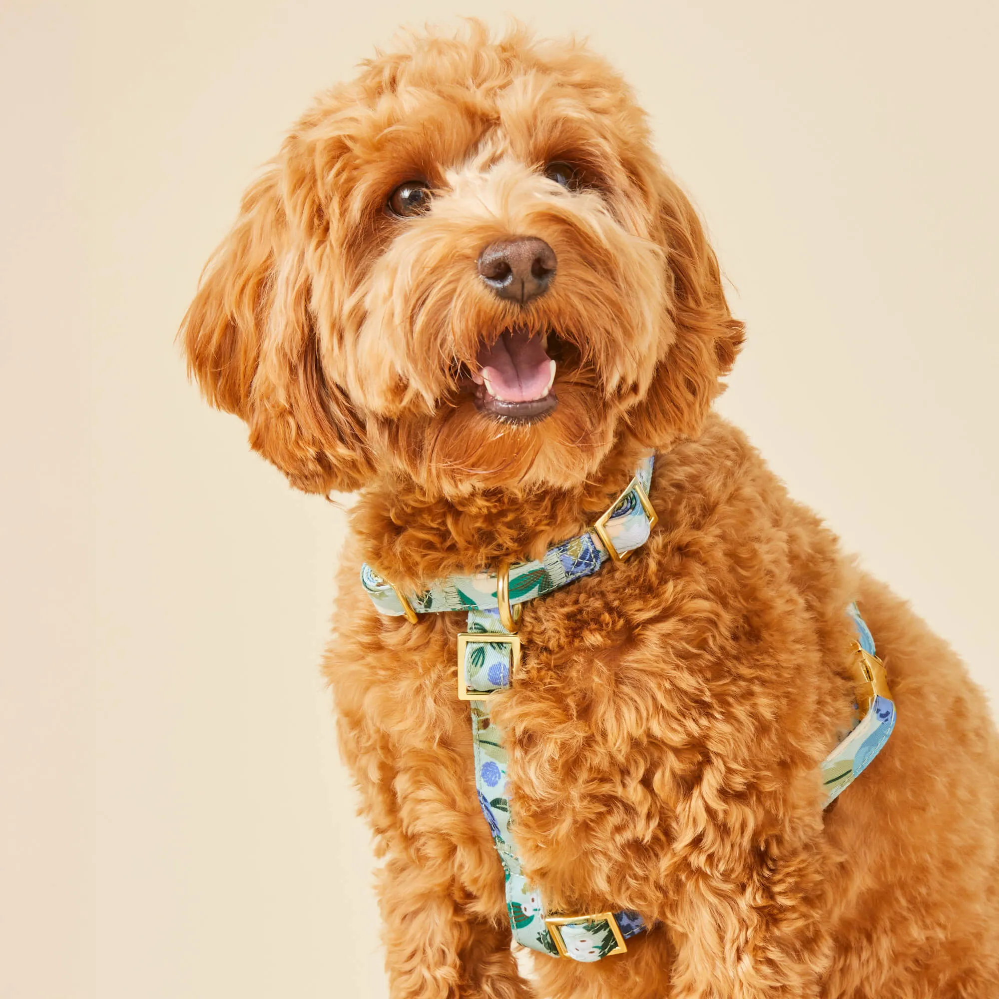 Rifle Paper Co. x TFD Vintage Blossom Harness Walk Set